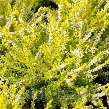 Верес Aurelia, фото 1