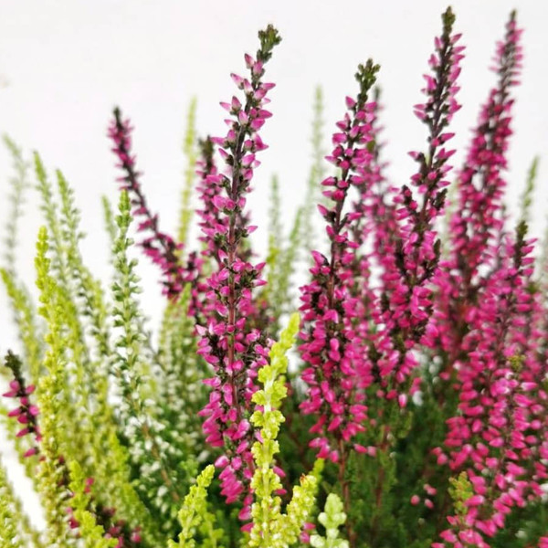 Верес мікс, фото 1