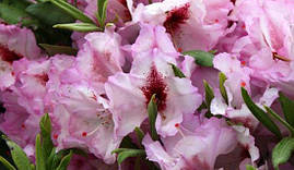 Рододендрон гібридний Danuta 3 річний, Рододендрон гибридный Данута, Rhododendron Danuta, фото 4
