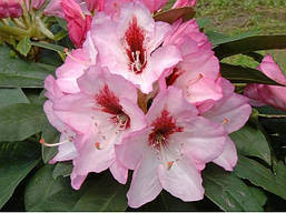 Рододендрон гібридний Danuta 3 річний, Рододендрон гибридный Данута, Rhododendron Danuta, фото 5