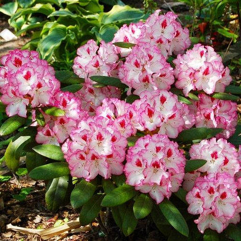 Рододендрон гібридний Danuta 3 річний, Рододендрон гибридный Данута, Rhododendron Danuta, фото 1