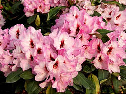 Рододендрон гібридний Danuta 3 річний, Рододендрон гибридный Данута, Rhododendron Danuta, фото 6