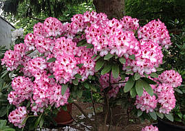 Рододендрон гібридний Danuta 3 річний, Рододендрон гибридный Данута, Rhododendron Danuta, фото 3