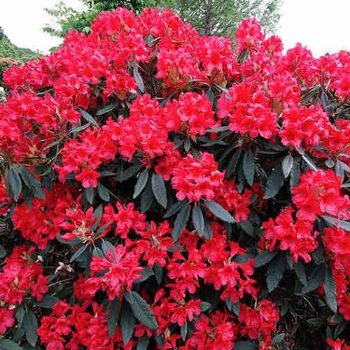 Рододендрон гібридний Dotella 3 річний, Рододендрон гибридный Дотелла, Rhododendron Dotella