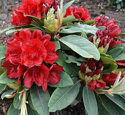 Рододендрон гібридний Dotella 3 річний, Рододендрон гибридный Дотелла, Rhododendron Dotella, фото 5