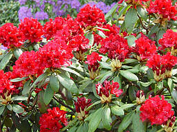Рододендрон гібридний Dotella 3 річний, Рододендрон гибридный Дотелла, Rhododendron Dotella, фото 4