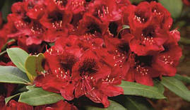 Рододендрон гібридний Matador 3 річний, Рододендрон гибридный Матадор, Rhododendron Matador, фото 3