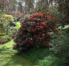 Рододендрон гібридний Matador 3 річний, Рододендрон гибридный Матадор, Rhododendron Matador, фото 4