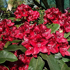 Рододендрон гібридний Matador 3 річний, Рододендрон гибридный Матадор, Rhododendron Matador, фото 6