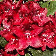 Рододендрон гібридний Matador 3 річний, Рододендрон гибридный Матадор, Rhododendron Matador, фото 5