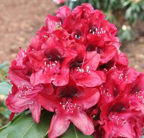 Рододендрон гібридний Matador 3 річний, Рододендрон гибридный Матадор, Rhododendron Matador, фото 1
