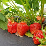 Розсада полуниці Валері - середньо-пізня, урожайна, соковита, фото 2