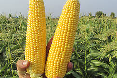 Семена кукурузы  GSS5649 F1, 1кг =5800сем, Syngenta