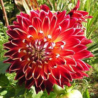 Жажанець ГЕОРГИНА високоросла Akita гіган.