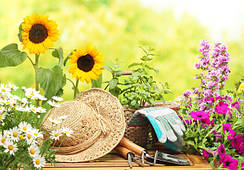 Сад і город