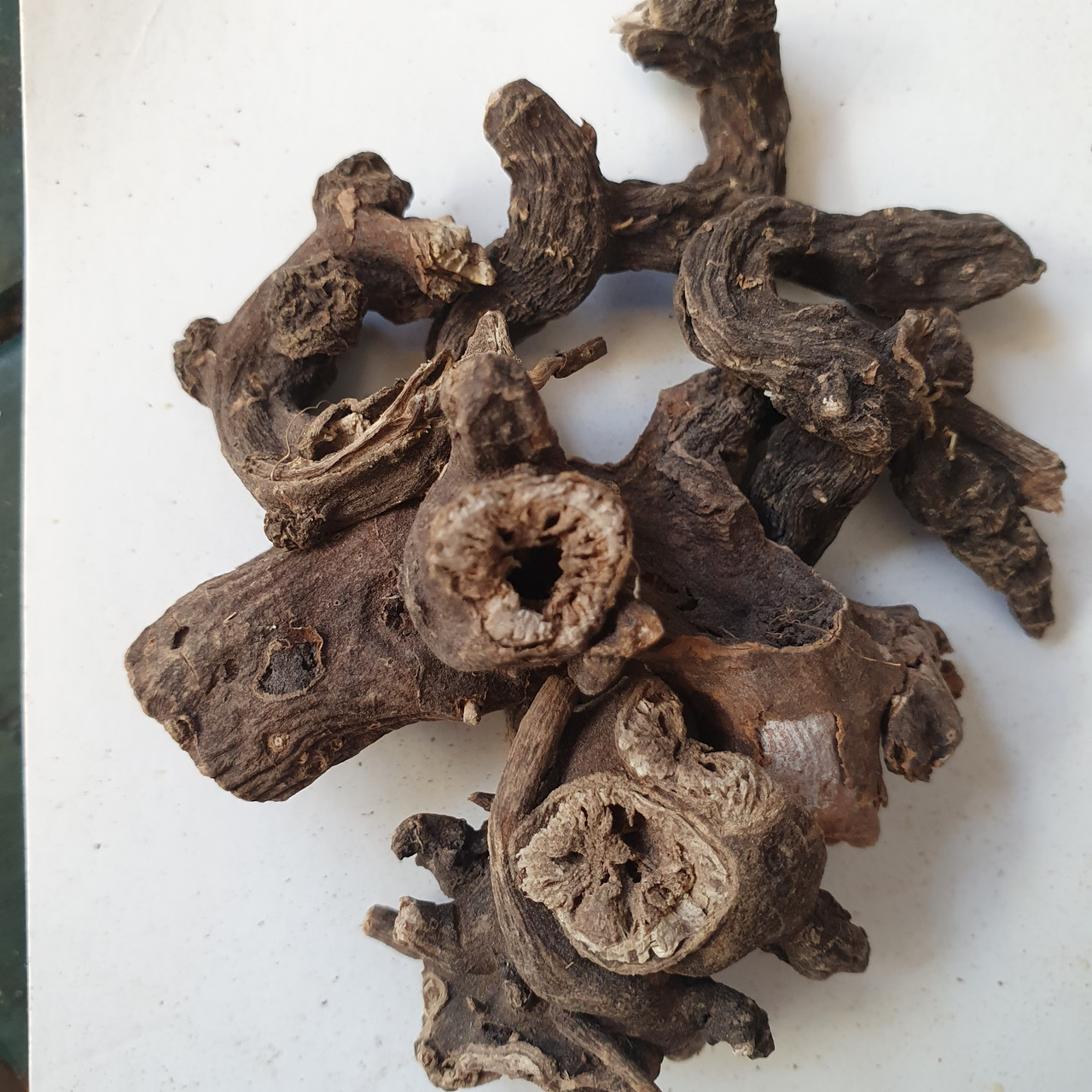 Купить Норичник узловатый/шишковатый корень сушеный 50 г (Свежий урожай ...