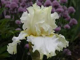 Ірис германіка Devonshire Cream, фото 6