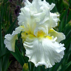 Ірис германіка Devonshire Cream, фото 4