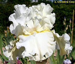 Ірис германіка Devonshire Cream, фото 5