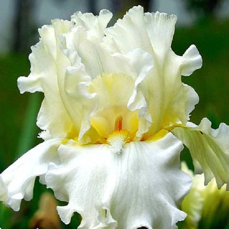 Ірис германіка Devonshire Cream, фото 1