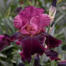 Ірис Medici Prince, фото 4