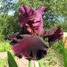 Ірис Medici Prince, фото 6