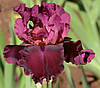 Ірис Medici Prince, фото 7