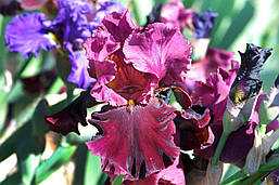 Ірис Medici Prince, фото 5