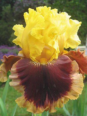 ІРИСИ БЕРІГАТИЧНІ MASTERY