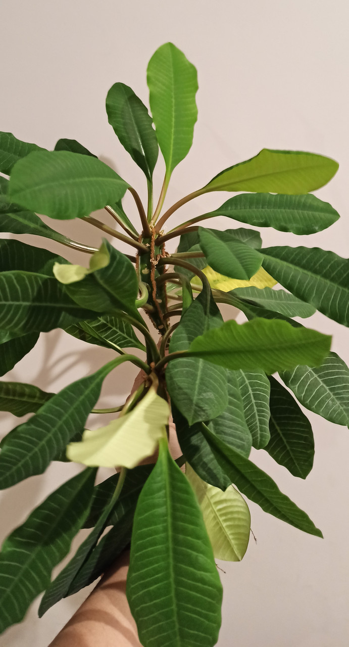 Насіння молочне бекланове. 10 шт., фото 1