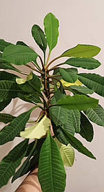 Насіння молочне бекланове. 10 шт.