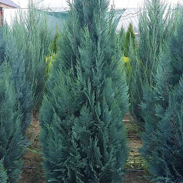 Кипарисовик Лавсона Колумнарис (контейнер 0,5л)