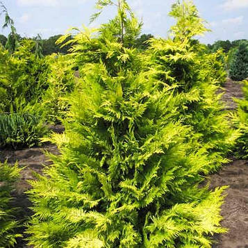 Кипарисовик Golden Wonder