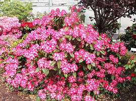 Рододендрон гібридний Eruption 3 річний, Рододендрон гибридный Эрапшн, Rhododendron Eruption, фото 3