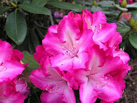 Рододендрон гібридний Eruption 3 річний, Рододендрон гибридный Эрапшн, Rhododendron Eruption, фото 2