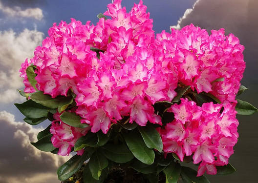 Рододендрон гібридний Eruption 3 річний, Рододендрон гибридный Эрапшн, Rhododendron Eruption, фото 1