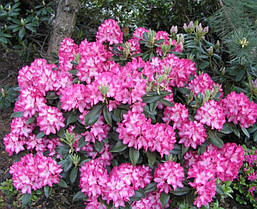 Рододендрон гібридний Eruption 3 річний, Рододендрон гибридный Эрапшн, Rhododendron Eruption, фото 4
