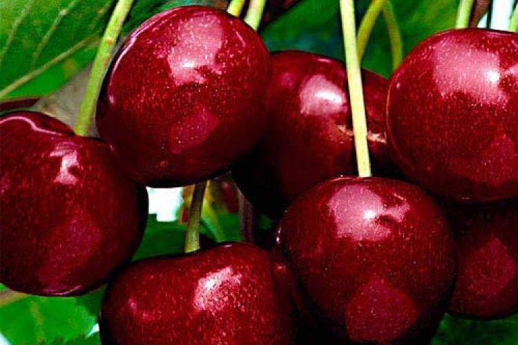 Саджанці вишні ЭРДИ БОТЕРМО