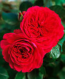 Роза Red Leonardo Da Vinci (Ред Леонардо так Вінчі) флорибунда 1 саженець, фото 2