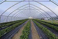 Плівкові теплиці (тунелі) для вирощування ягід полуниці, малини, чорниці
