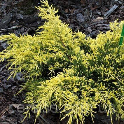 Ялівець середній Шерідан голд, Juniperus pfitzeriana Sheridan Gold