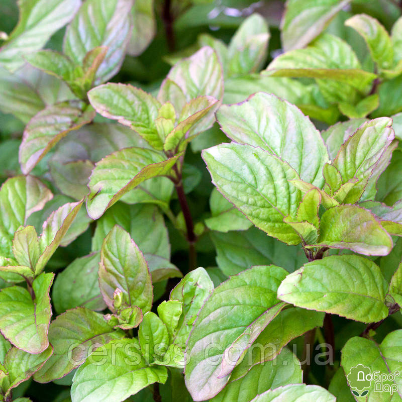 М`ята апельсинова Гранада, Mentha piperita Granada, фото 1