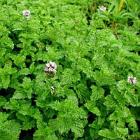 М`ята кучерява Кріспа, Mentha spicata Crispa