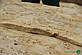 Тополя Вічкова шпон 0,7 мм, довжина від 3.10 м., фото 5
