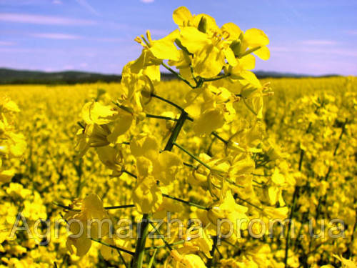 РІПАК озимий