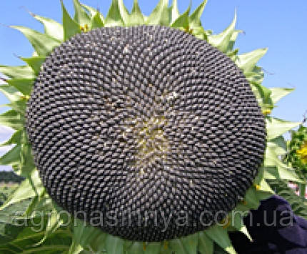 Насіння соняшнику Сільвер, Seed Grain Company