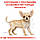 Royal Canin Chihuahua Puppy (Роял Канін Чихуахуа Папі) сухий корм для цуценят породи Чихуахуа, 1.5 КГ, фото 5