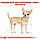 Royal Canin Chihuahua 28 Adult (Роял Канін Чіхуахуа) корм для собак породи Чихуахуа, 3 КГ, фото 3