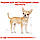 Royal Canin Chihuahua 28 Adult сухий корм для собак від 8 місяців 0,5 КГ, фото 2