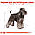 Royal Canin Miniature Schnauzer (Роял Канін Шнауцер) сухий корм для дорослих собак породи Цвергшнауцер, 7.5 КГ, фото 3